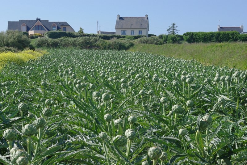 Eat seasonally: What’s in season in France in June